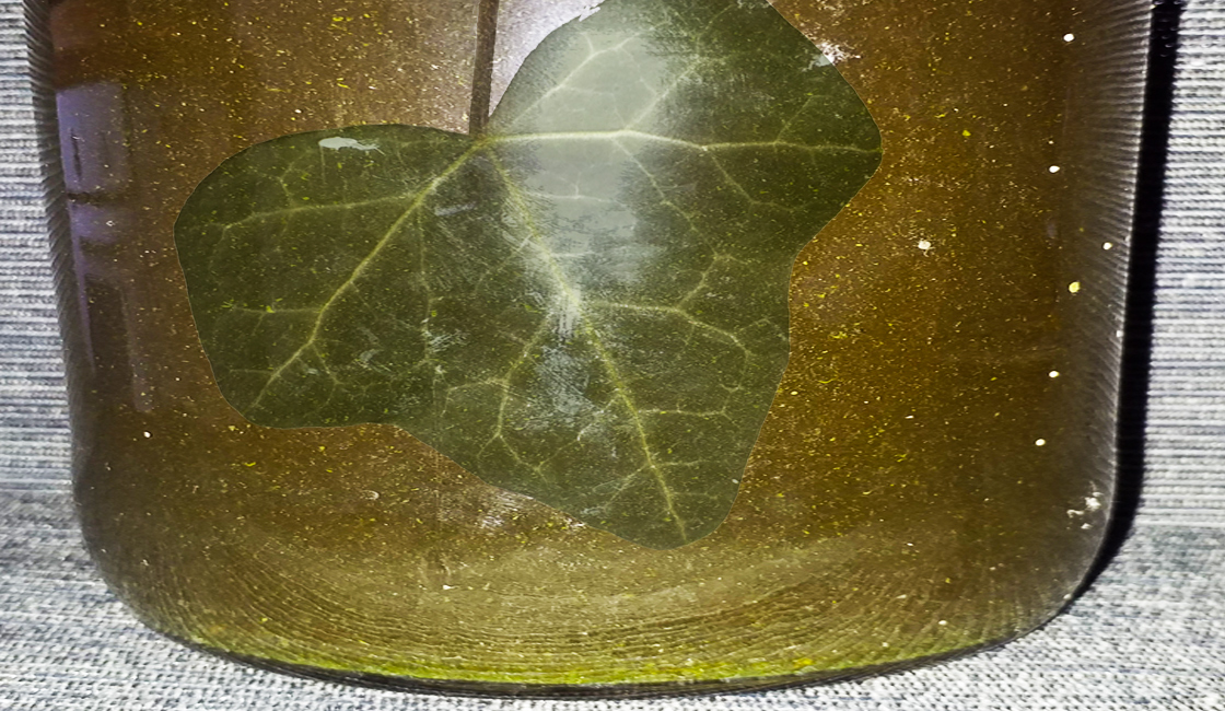 Lessive liquide de lierre